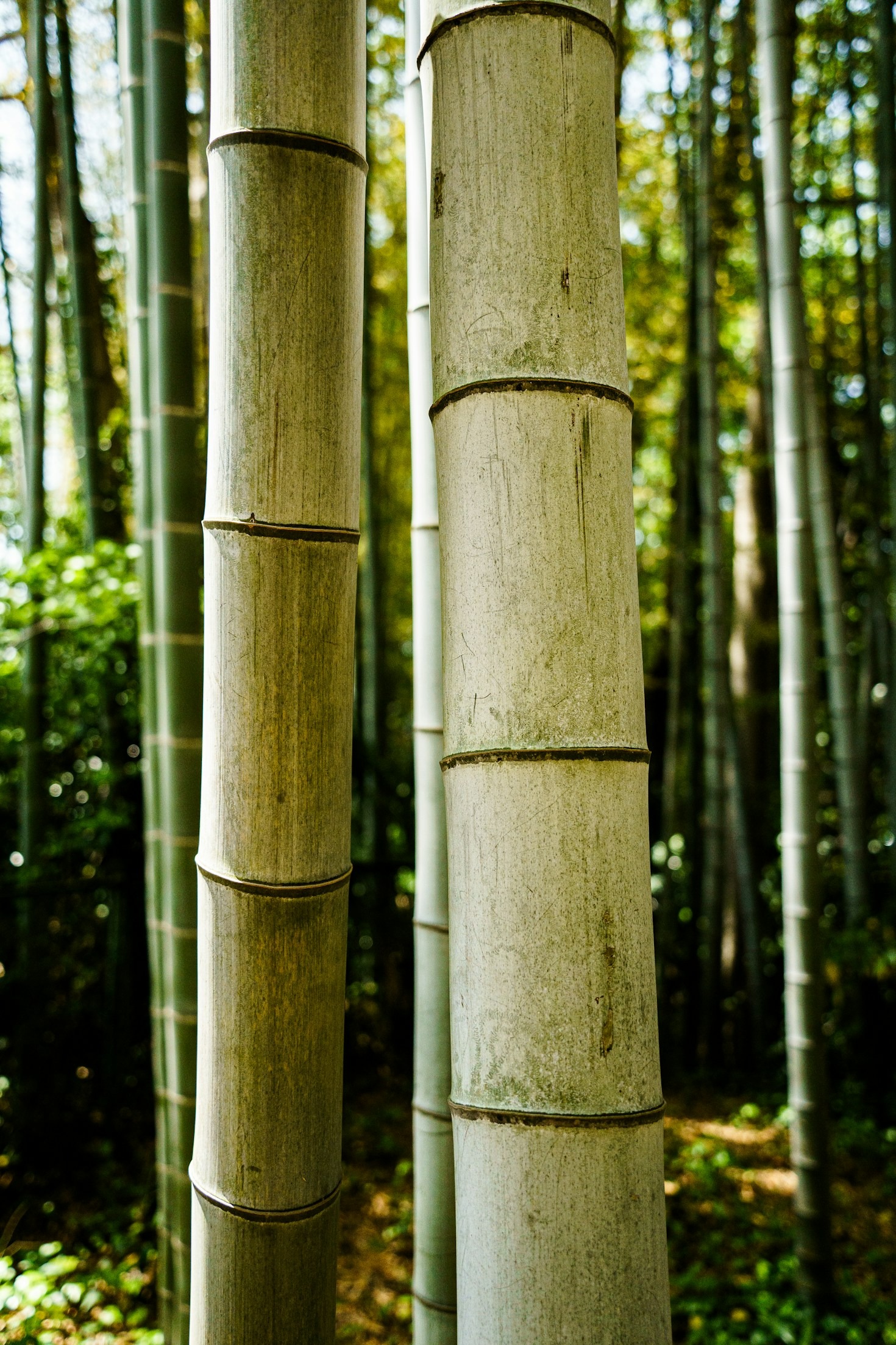 The Environmental Benefits of Switching to Bamboo