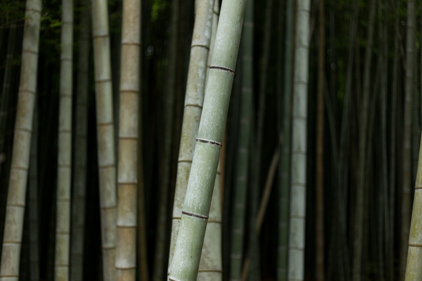 How to Choose Durable and Stylish Bamboo Products